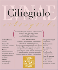 Lunae Ciliegiolo