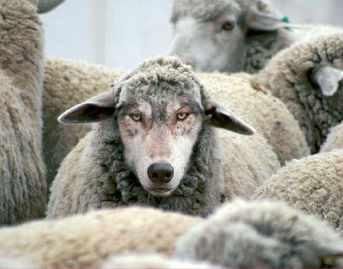 In Sheep's Clothing